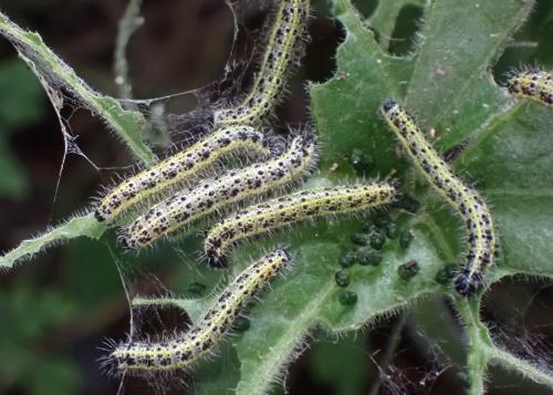 Réf. 352 359 : Pieris brassicae